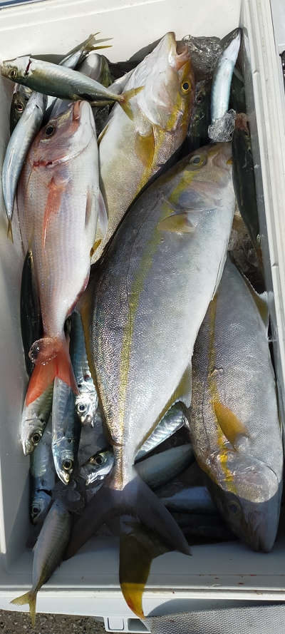 10月釣果です