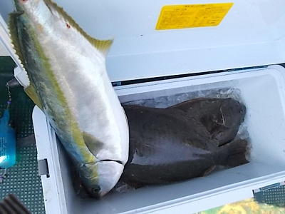 ヒラメ