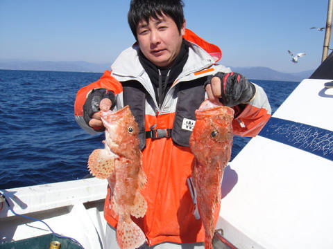 ガシラ・オニカサゴ