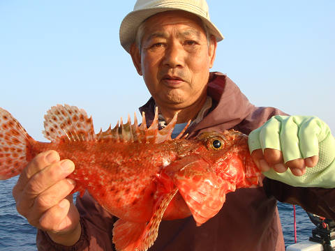ガシラ・オニカサゴ