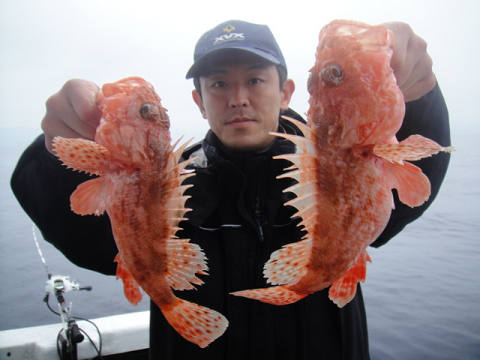 ガシラ・オニカサゴ