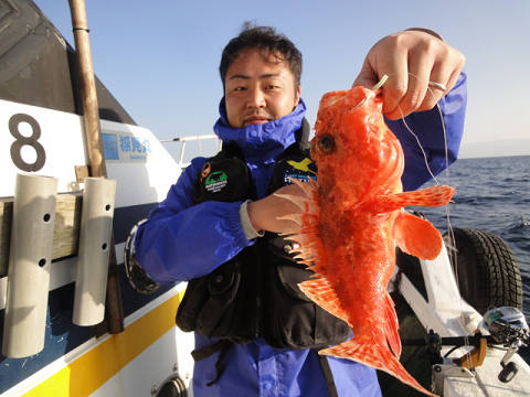 ガシラ・オニカサゴ