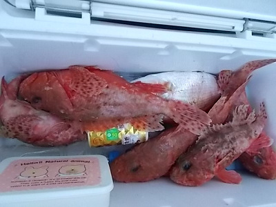 オニカサゴ