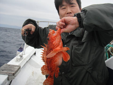 ガシラ・オニカサゴ