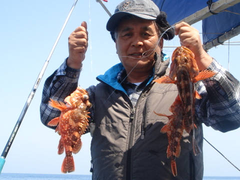 ガシラ・オニカサゴ