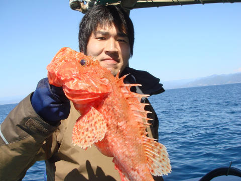 ガシラ・オニカサゴ