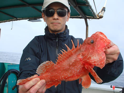 ガシラ・オニカサゴ