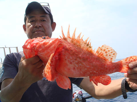 ガシラ・オニカサゴ