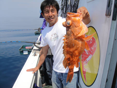 ガシラ・オニカサゴ