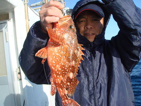 ガシラ・オニカサゴ