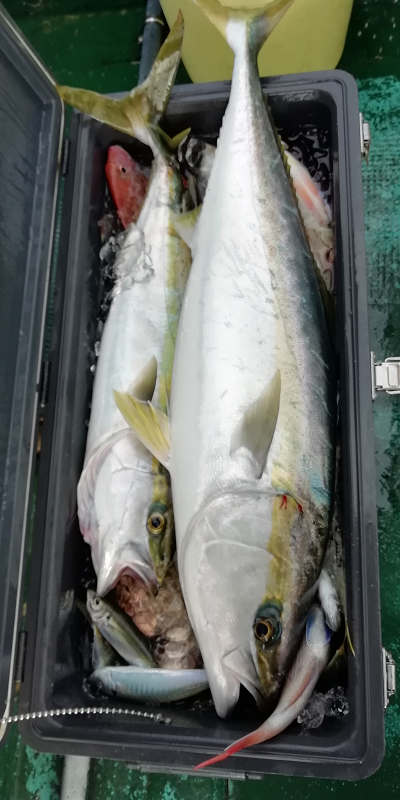 青物