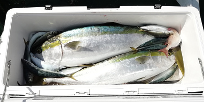 青物