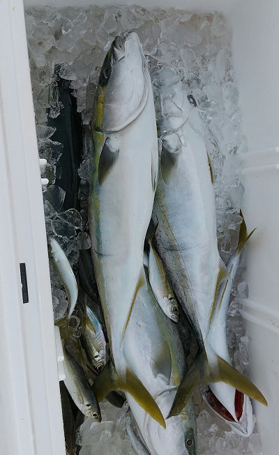 青物釣り