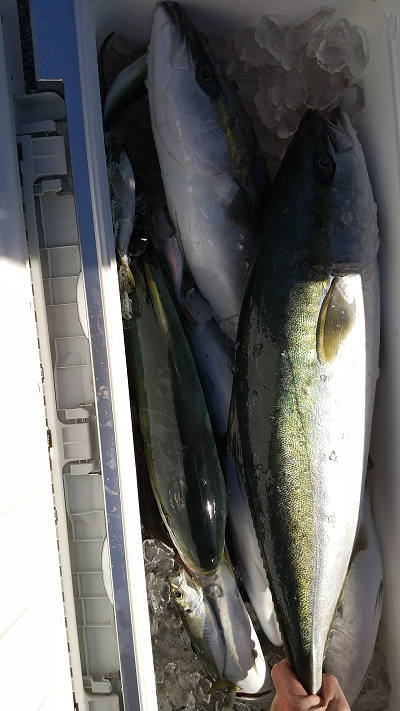 青物釣り