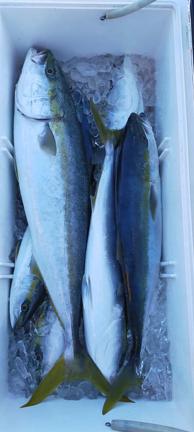 青物釣り