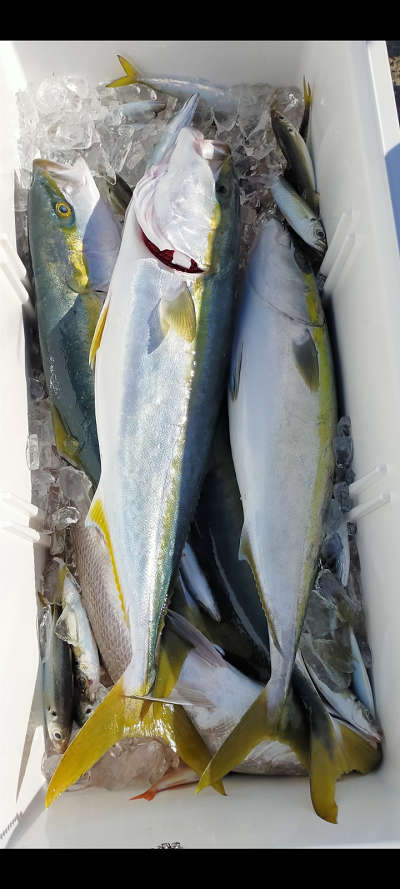 青物釣り