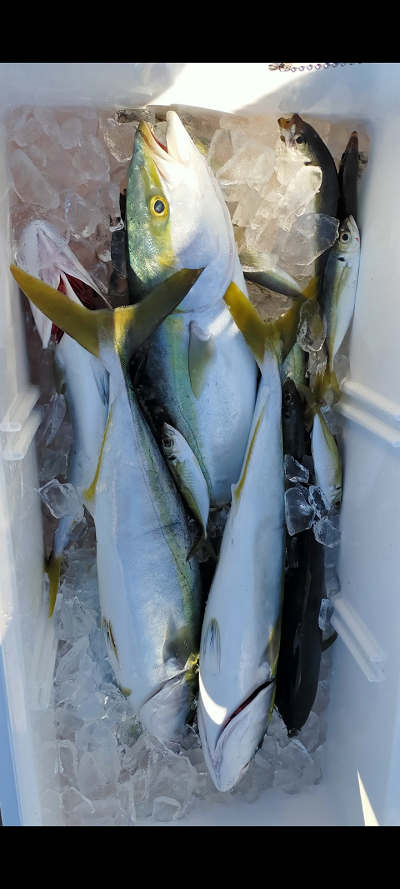 青物釣り