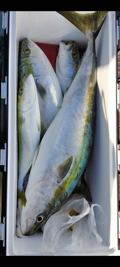 青物釣り