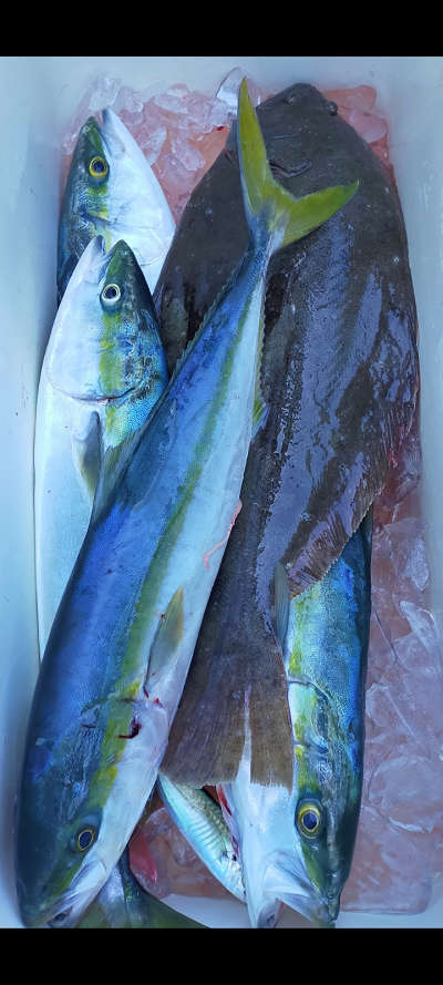 青物釣り