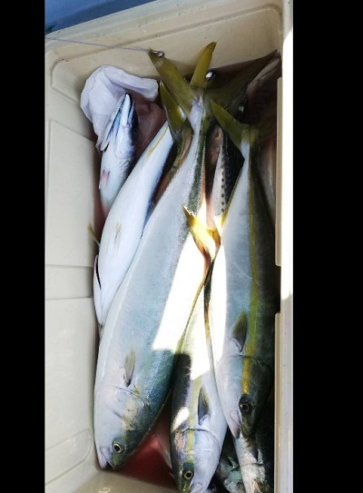 青物釣り