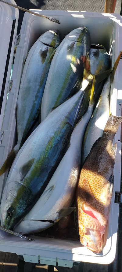 青物釣り