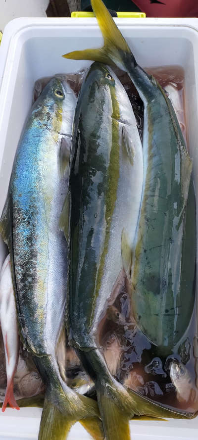 青物釣り