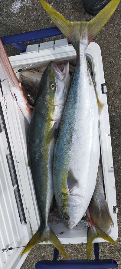 青物釣り
