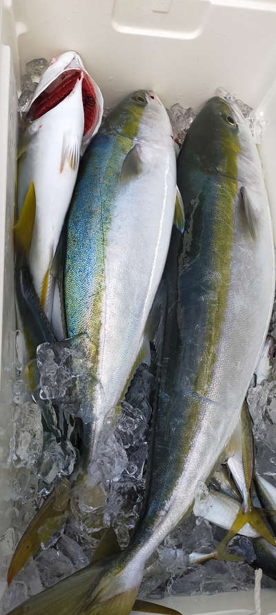 青物釣り