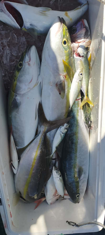 青物釣り