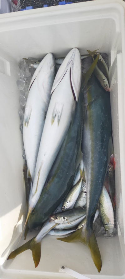 青物釣り