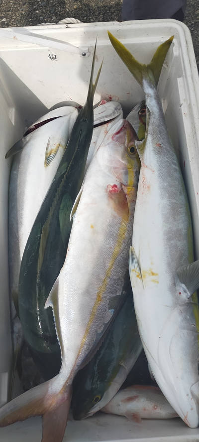 青物釣り