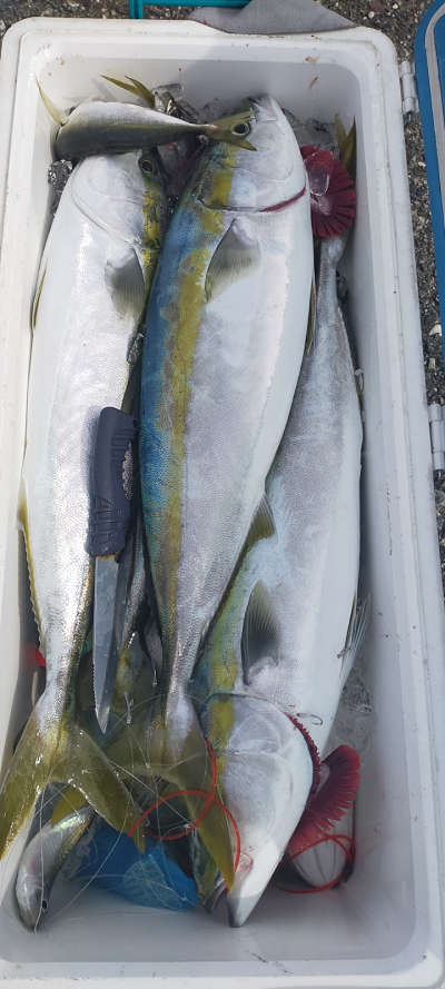 青物釣り