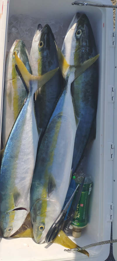 青物釣り
