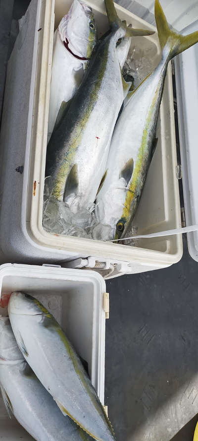青物釣り