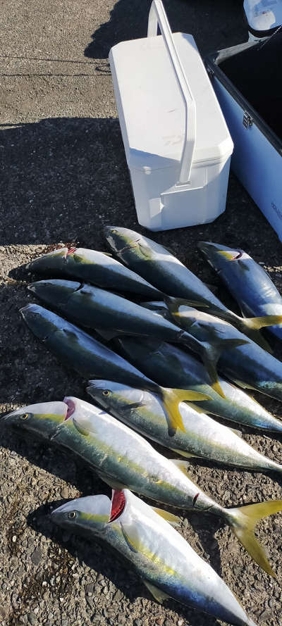 青物釣り