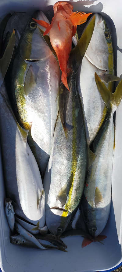 青物釣り