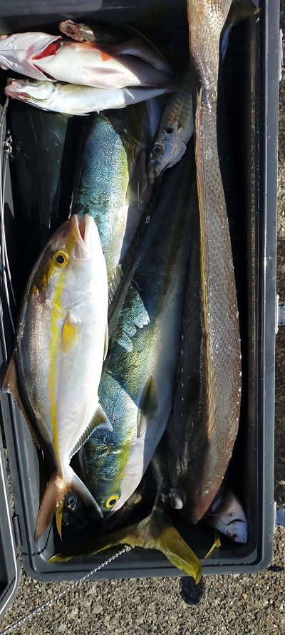 青物釣り