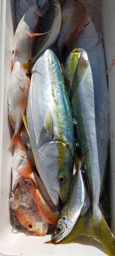青物釣り
