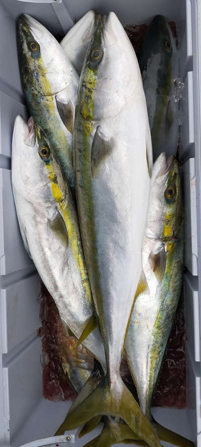 青物釣り