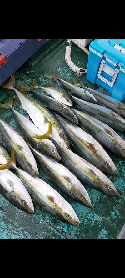 青物釣り