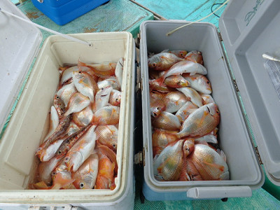 レンコ釣り