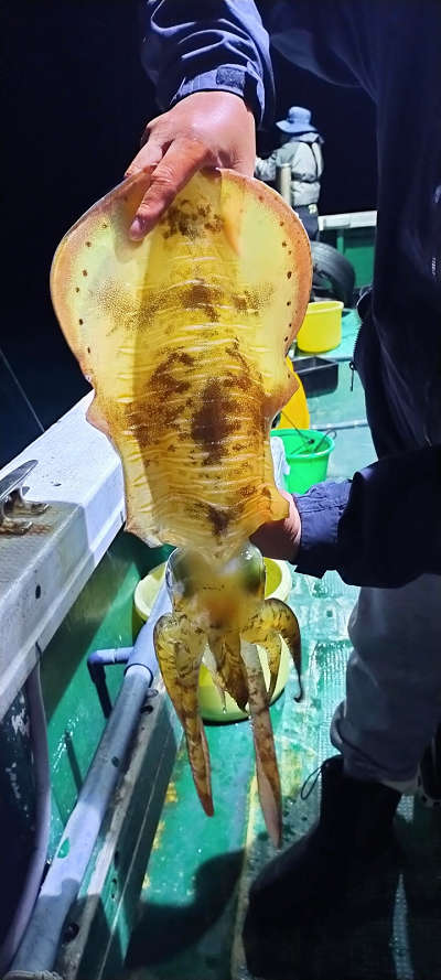 アオリイカ