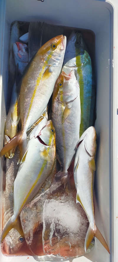 10月釣果です