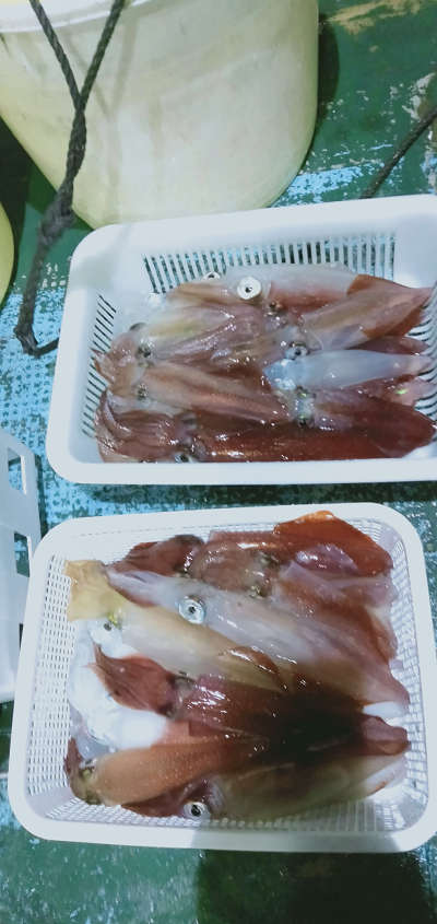 ケンサキ