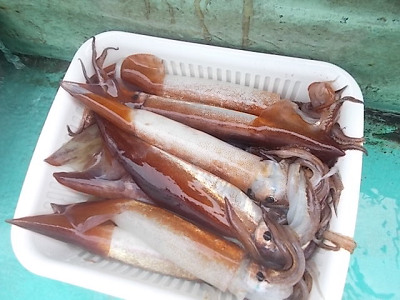 スルメイカ