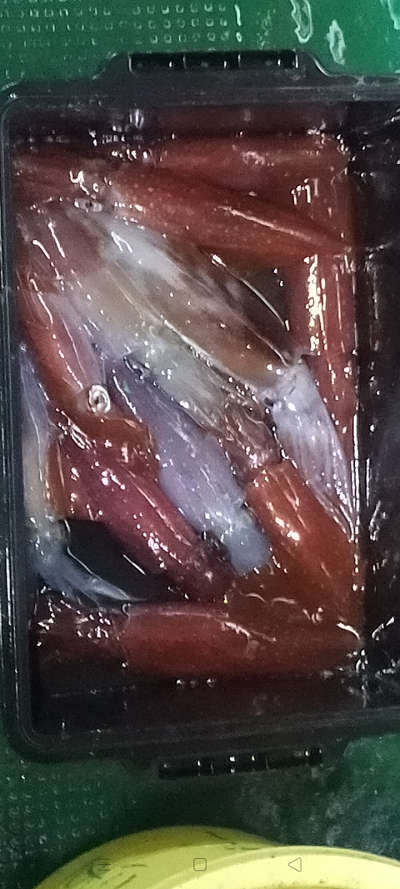 ケンサキ