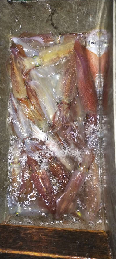 ケンサキ