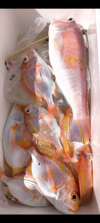 アマダイ