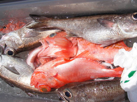[Cނ
