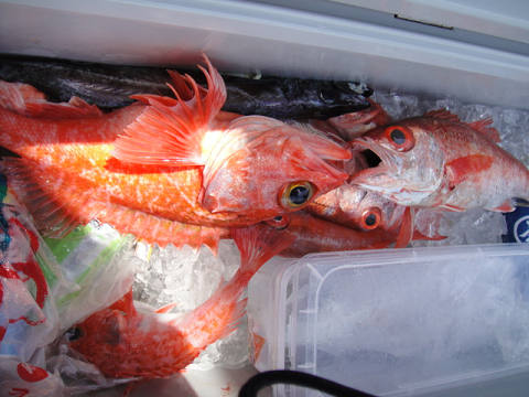 深海釣り